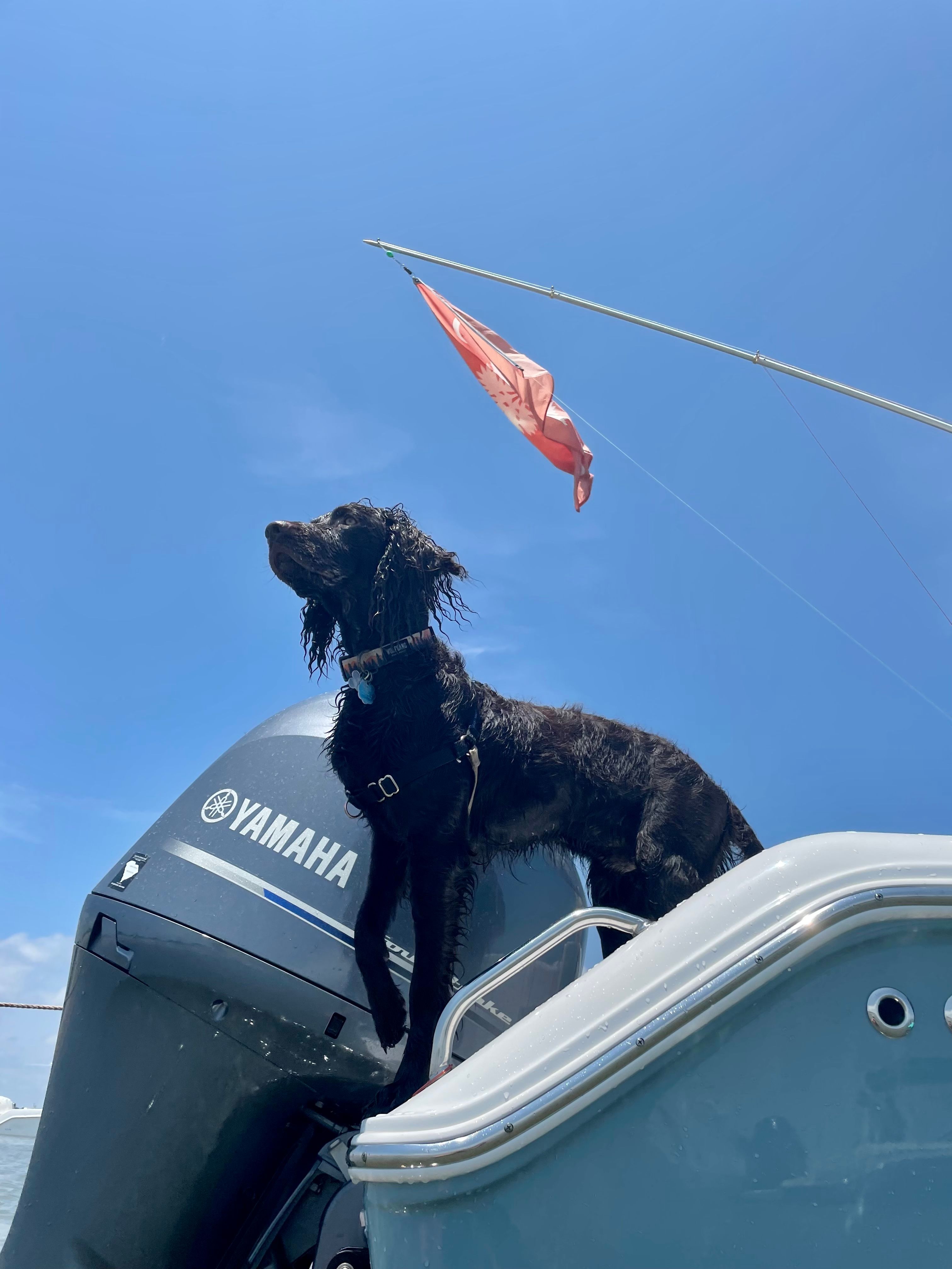 Nauti Dog